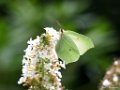 Citroenvlinder, Gonepteryx rhamni